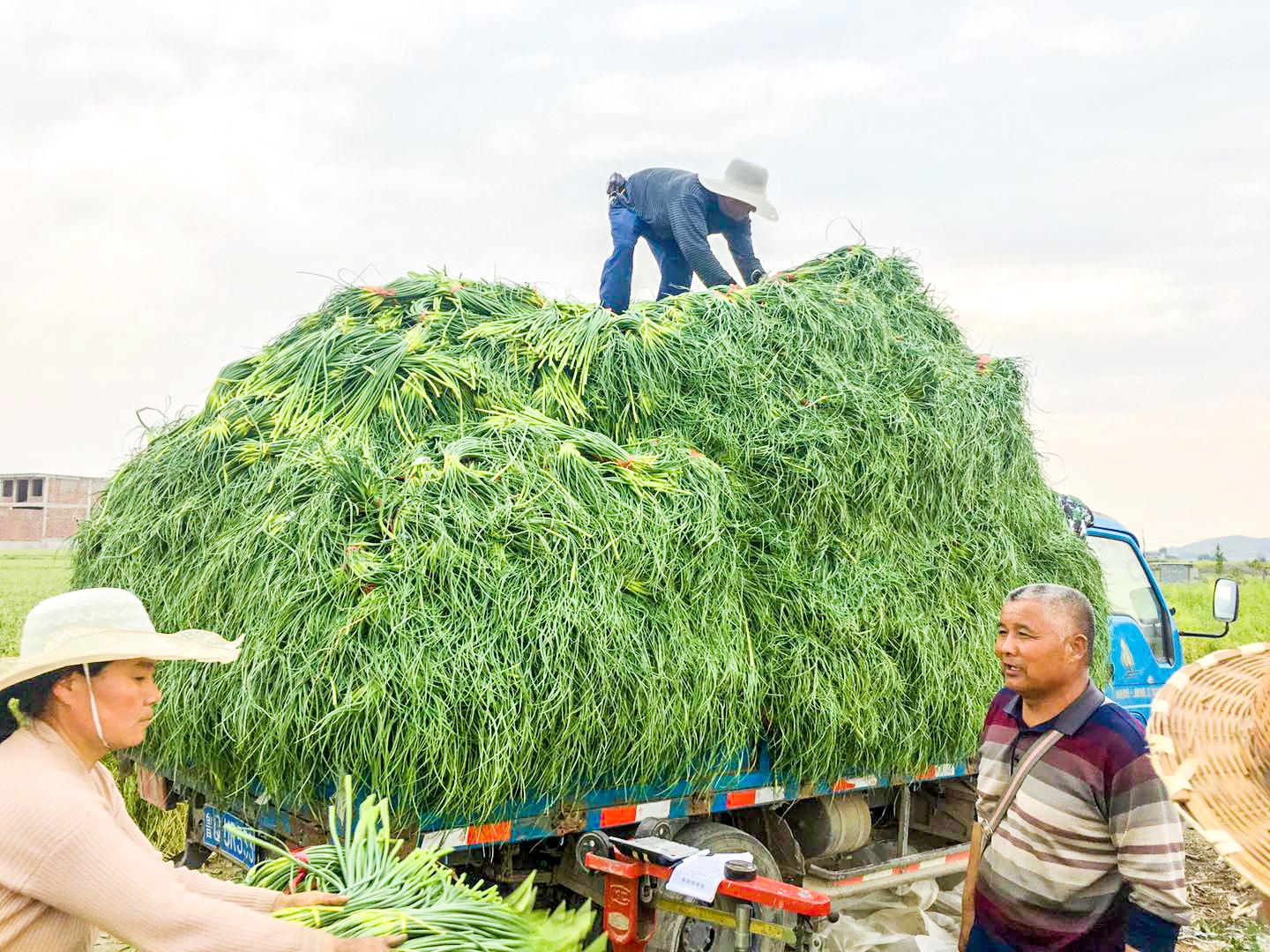 苍山蒜苔最新价格动态与市场深度解析