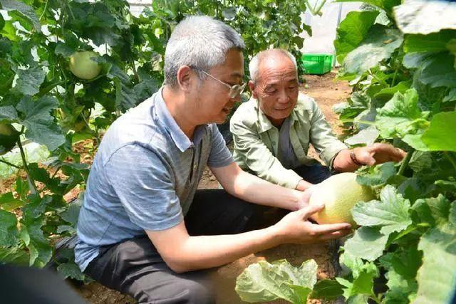 喻屯甜瓜最新价格，品质之选，价值之巅