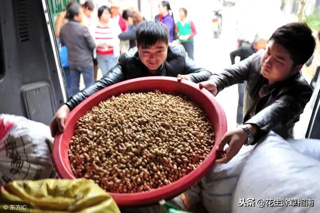 花生最新价格及市场趋势深度解析